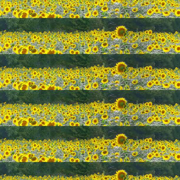 金色的向日葵和绿色的森林背景。摄影无缝拼接图片下载