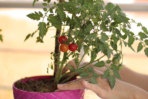 摘樱桃番茄图片下载