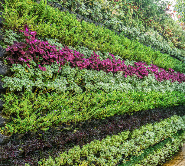 多色观赏植物图片下载