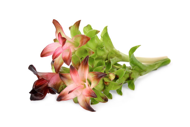 克拉丘花孤立在白色背景，热带花图片下载