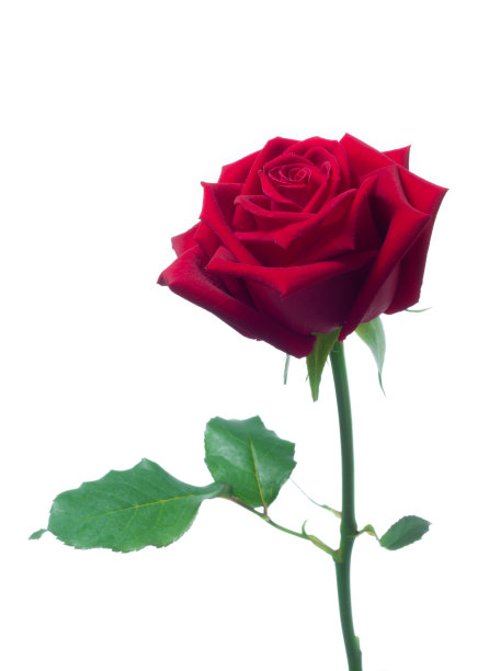 红玫瑰图片下载