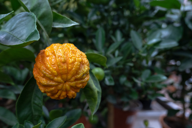 绿色树叶的树枝上结着一个块状的橙子。景深浅。照片格式为水平图片下载