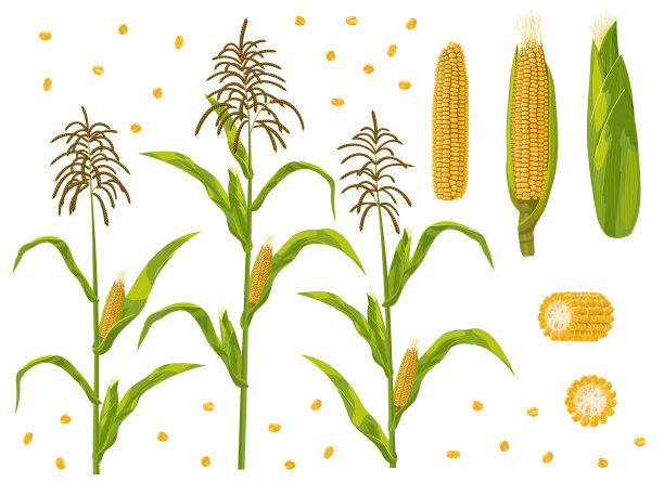 玉米芯、谷粒和玉米植株设置矢量插图。图片下载