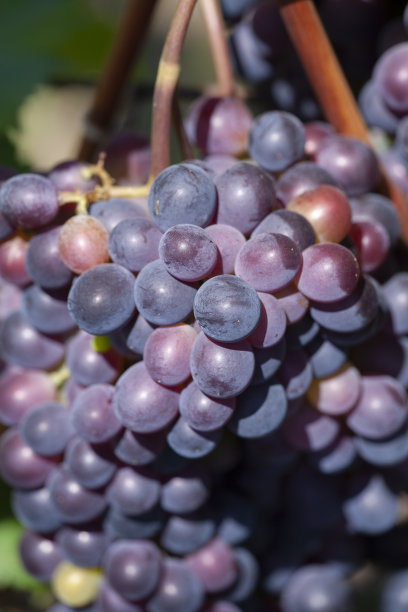 葡萄藤上的蓝色葡萄酒葡萄。深色皮肤的葡萄藤，近距离，旗帜图片下载