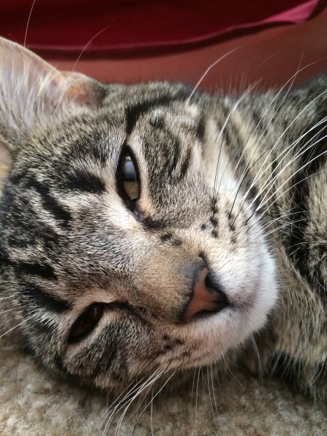 伊丽莎白图片下载