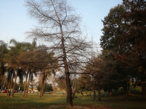 冬季树木景观图片下载