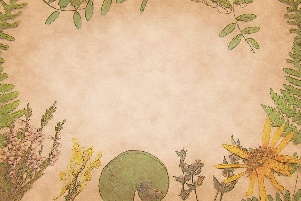 干植物框架图片下载