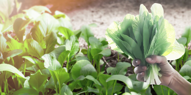 农民的手握有机绿色新鲜生菜蔬菜的食品在有机农场。图片下载