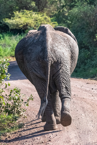 大象从后面跑开图片下载