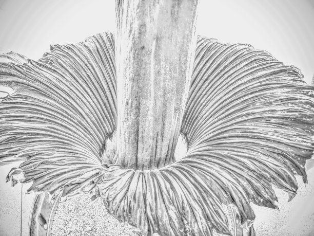 佛焰苞图片下载