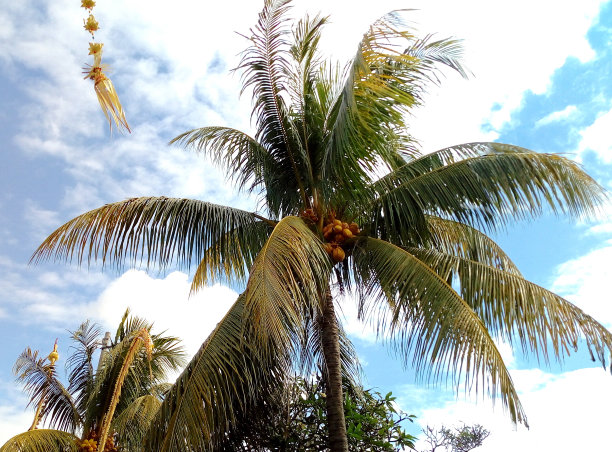 乌布巴厘岛椰子树。图片下载