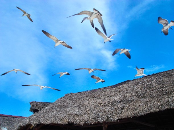 海鸥飞过一间古巴小屋图片下载