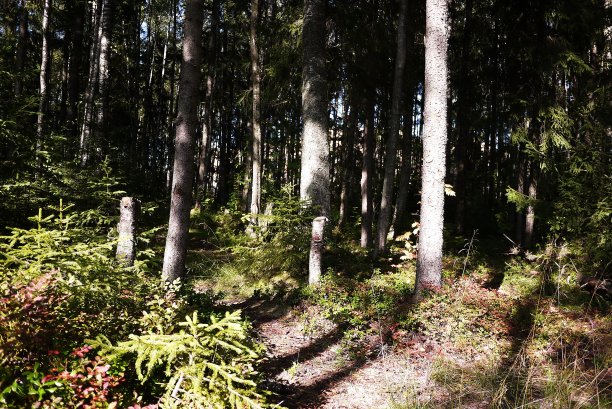 阳光明媚的夏日森林，细节和特写。图片下载
