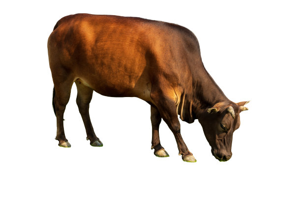 棕色奶牛吃草和孤立在白色背景图片下载