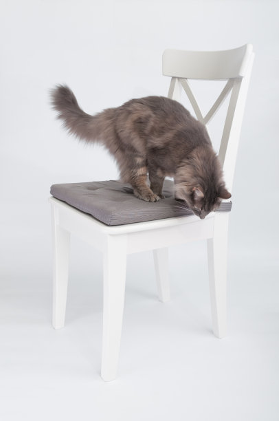 灰色毛茸茸的猫坐在白色背景的木椅上图片下载
