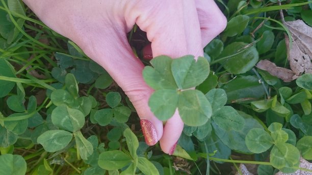 找到了四叶草图片下载