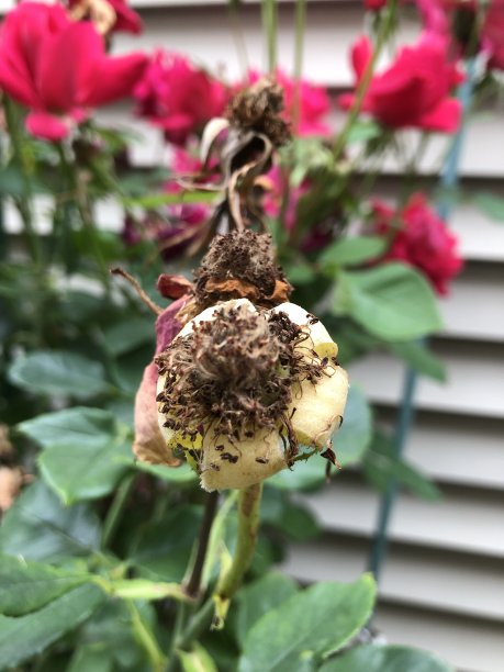 自然凋谢和干燥的红玫瑰花瓣脱落和种子盆与花药在绿色茎和叶在背景图片下载