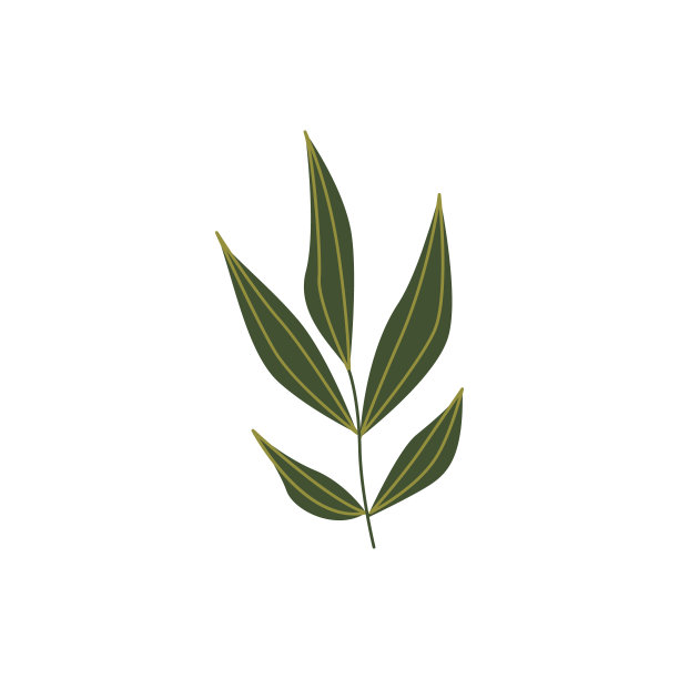 绿色植物叶片的自然花卉设计在平面风格孤立在白色背景。图片下载