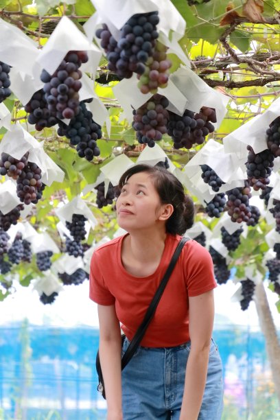 在日本的葡萄园里采摘葡萄的年轻女子图片下载