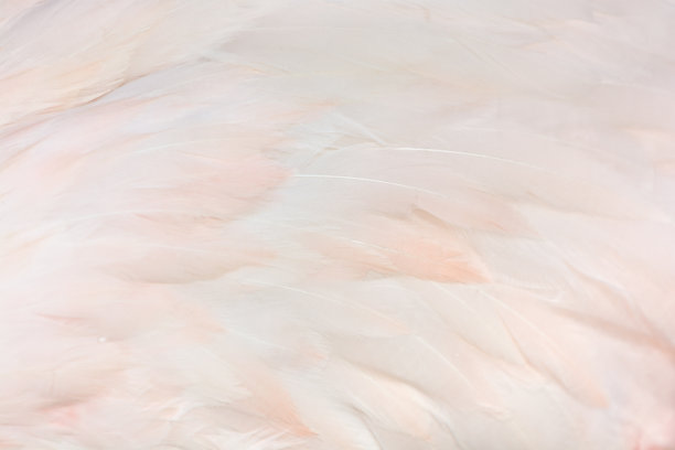 白色和粉红色的火烈鸟羽毛图片下载