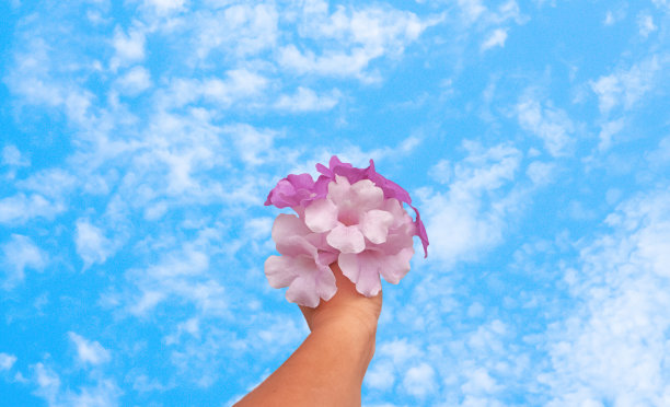 紫色、紫罗兰花与蓝天牵手，清新放松的春天自然背景图片下载