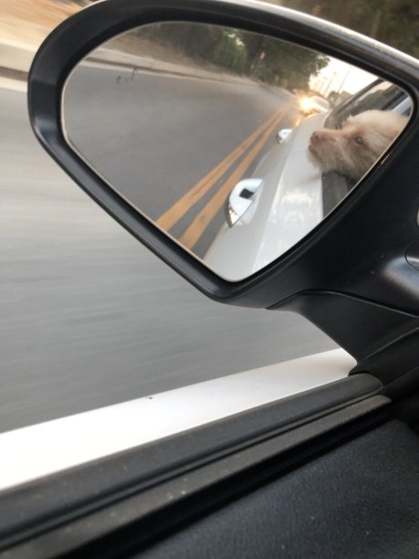 杰克逊的爱图片下载