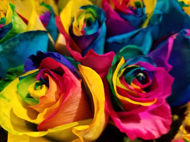 彩虹玫瑰图片下载