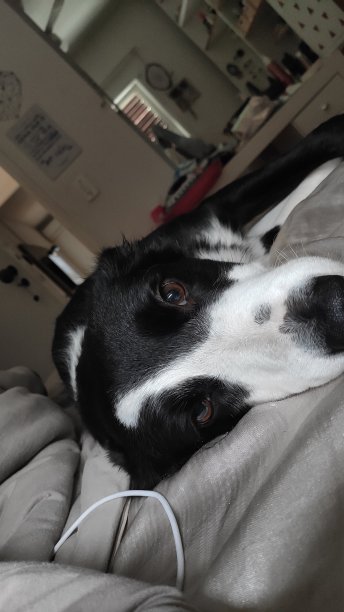 狗与爱图片下载