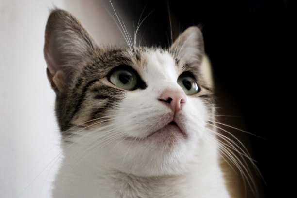 Intersted凯特图片下载