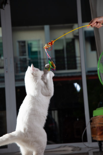 猫站起来，跳起来和主人玩耍。停止动作白猫跳起来，在空中跳跃和奇怪的动作。图片下载