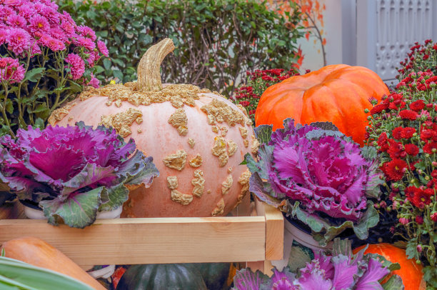 秋季静物，不同品种的南瓜(葫芦)。全景，蔬菜成熟，秋收。万圣节的字符图片下载