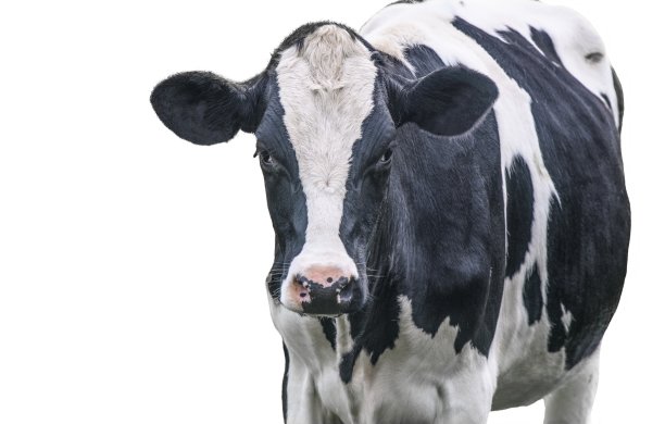一头黑白相间的奶牛被孤立在白色的背景上图片下载