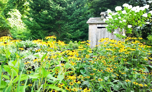黑眼苏珊花与鸡舍图片下载