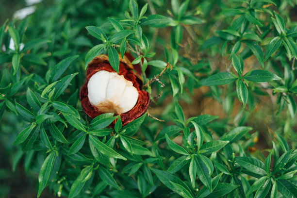 新鲜的紫色山竹或Buah Manggis在蔬菜园图片下载