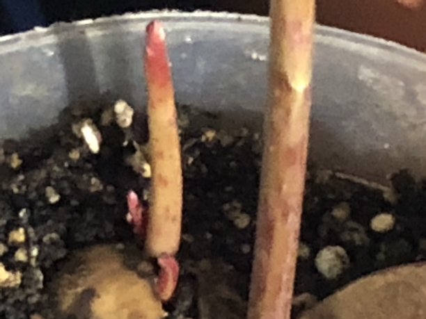 鳄梨的植物图片下载