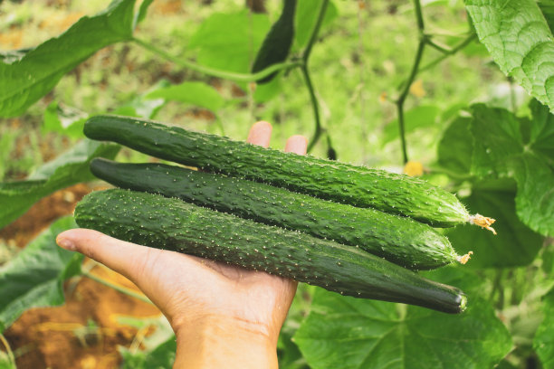 收获黄瓜农场农业菜园图片下载