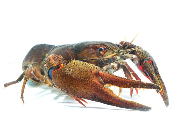雄性贵族小龙虾小龙虾。大型活螯虾孤立在白色之上。图片下载