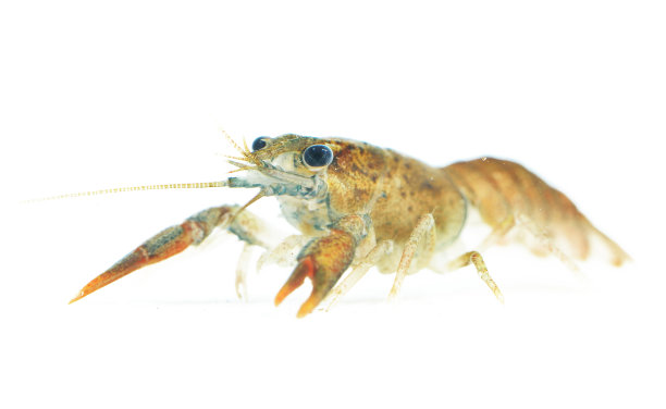 小龙虾，小龙虾。大型活螯虾孤立在白色之上。图片下载