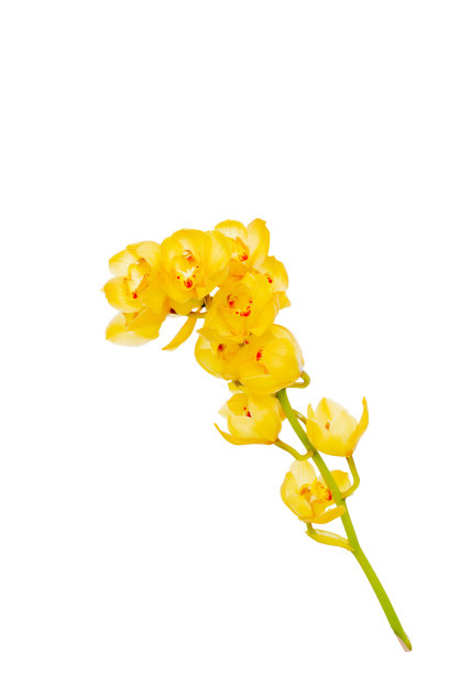 天然兰花与修剪路径图片下载