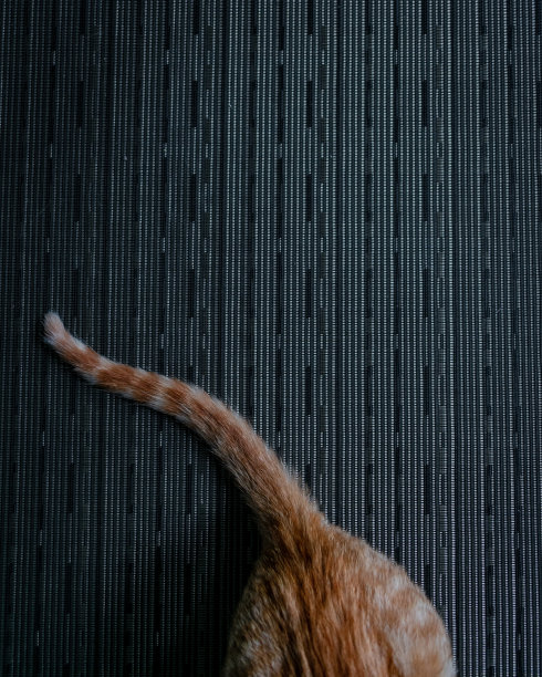 放松的猫的尾巴图片下载