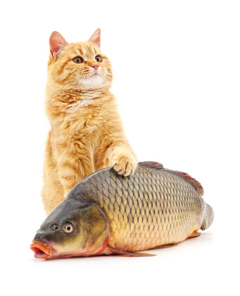 猫和鱼。图片下载