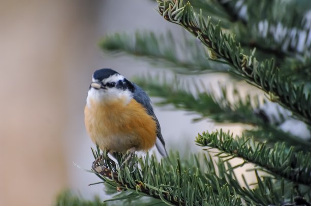 松枝上的五子草图片下载