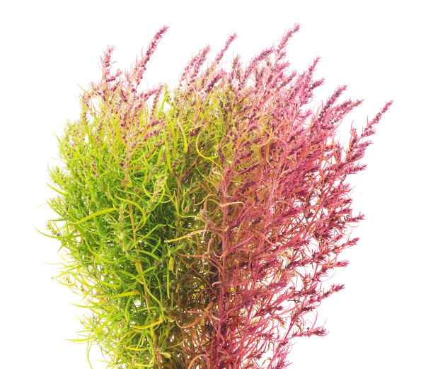 一束粉红色和绿色的草。图片下载