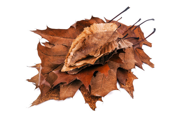 一束白色的枯叶图片下载