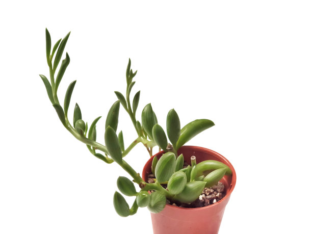 多汁的植物图片下载