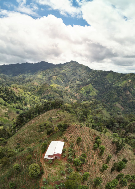 咖啡种植园农场图片下载