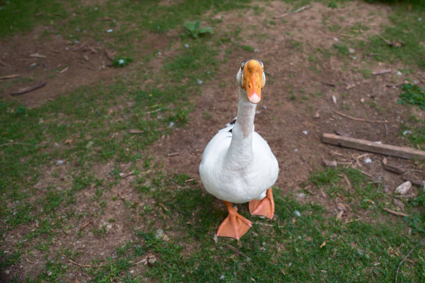 农场上的鹅，快乐的生活，看着摄像机。图片下载