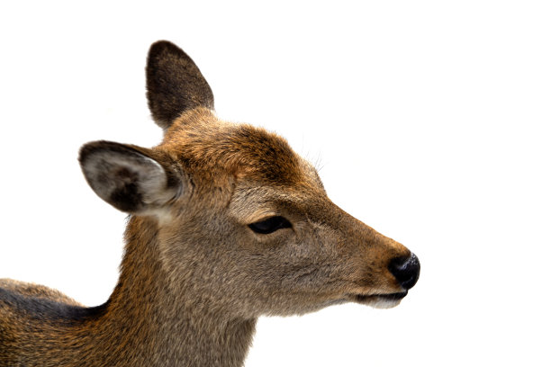 小鹿的脸在白色的背景上寻找食物图片下载