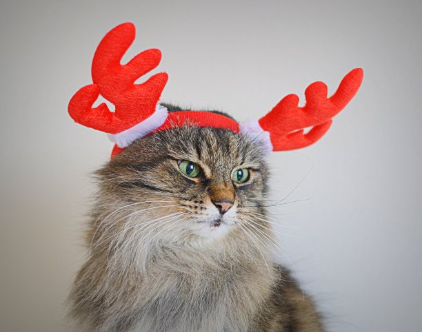 圣诞猫与鹿角鹿图片下载