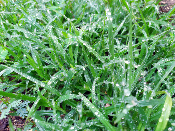 雨滴落在小叶子上图片下载